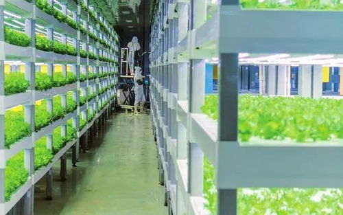 中科三安、京東等國(guó)內(nèi)20家植物工廠大盤點(diǎn) 生物飼料研發(fā)新趨勢(shì)